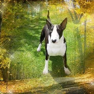 Axle